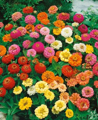  Zinnia Petali: Un concentrato di colore per la tua produzione cosmetica naturale!